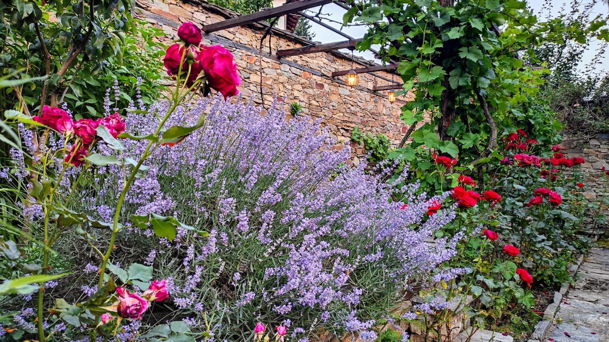 Kalinia Guesthouse B&B Kovačevica Dış mekan fotoğraf